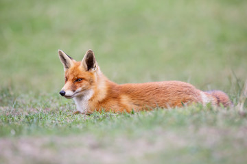 red fox