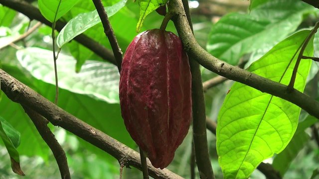 Cacao pods on the tree