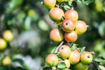 Garden apple tree with red and green apples