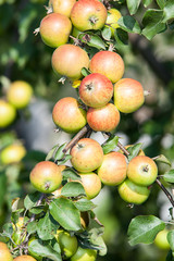 Ripening apples on a branch of tree. Close up view
