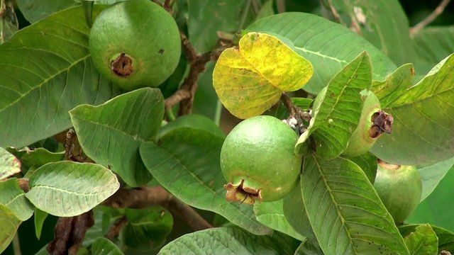 Fruits of Apple Guava