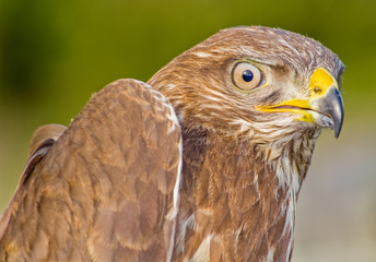 Kestrel