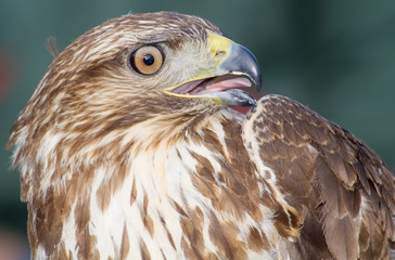 Kestrel