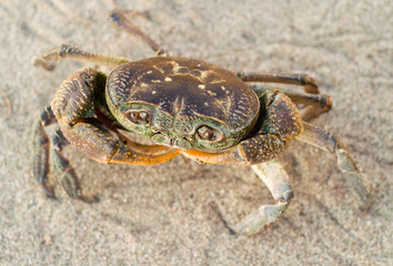 Crab on sand