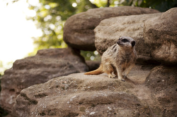 Cute meercat on a rock
