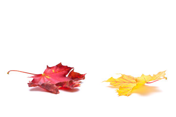 autumn leafs on white background