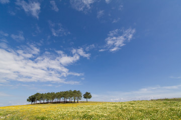 Fototapeta premium Spring landscape in Alentejo, Portugal.