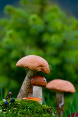 Mushrooms in the moss