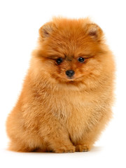 pomeranian puppy