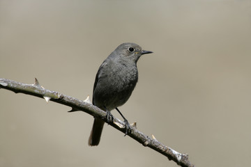 Black redstart, Phoenicurus ochruros,