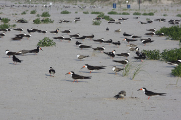 Black skimmer, Rynchops niger