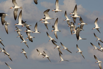 Black skimmer, Rynchops niger