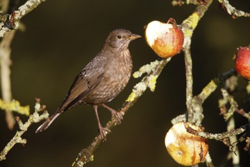 Blackbird Turdus merula
