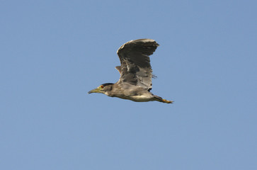 Black-crowned night-heron, Nycticorax nycticorax