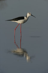 Black-winged stilt, Himantopus himantopus