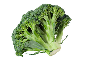 Nutritious broccoli sheaf isolated on white background