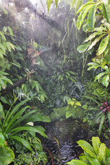 rain forest