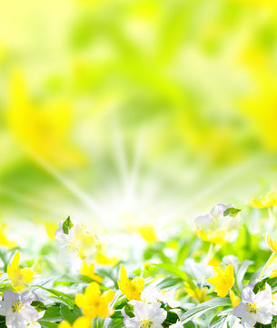 Anemonen, fr&uuml;hlingshaftes Hintergrundbild