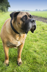 Boerboel