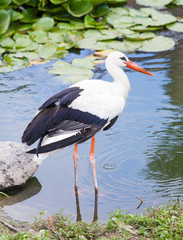 Stork standing in the ode in the lake