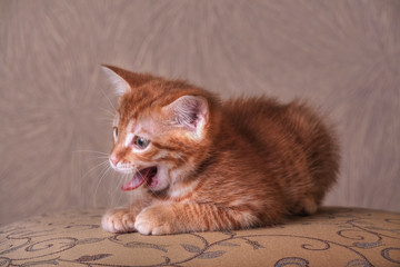 Red kitten portrait on vintage background