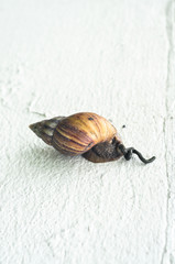 snail