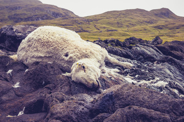 Dead and decomposing sheep in mountain landscape