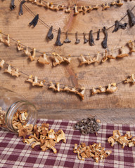 Wild Edible Mushroom Still Life