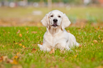 golden retriever puppy