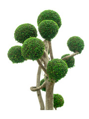 Ornamental plants