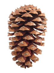 Pine cone isolated over white