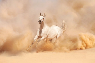Arabian horse running out of the Desert Storm - 56287048