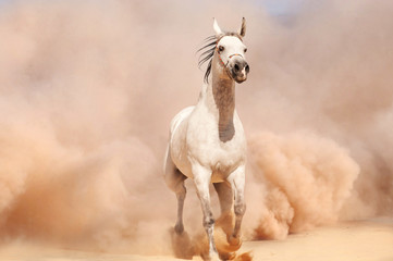 Arabian horse running out of the Desert Storm - 56287054