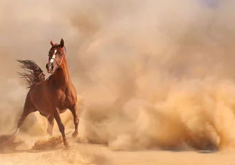 Foto auf Acrylglas Sandige Wüste Arabisches Pferd rennt aus dem Wüstensturm