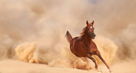 Arabian horse running out of the Desert Storm - 56287078