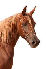 Purebred arabian stallion - 56287085