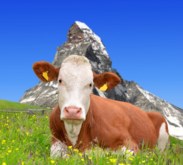 Fototapeta na wymiar Cow in the Swiss Alps