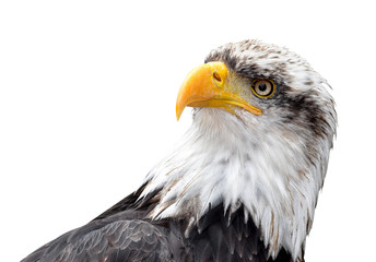 Bald Eagle - Haliaeetus leucocephalus