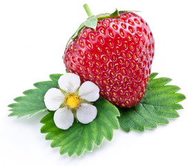One rich strawberry fruit with flower isolated on a white.
