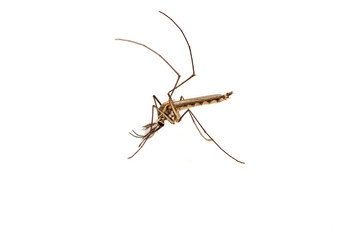 Mosquito isolated