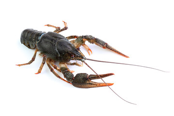 River crayfish isolated on white