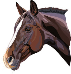 Naklejka premium wektor rysunek głowy konia
