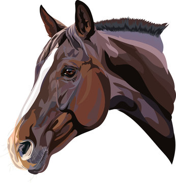 Vector Drawing Of A Horse's Head