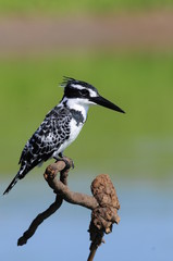 Kingfisher (Ceryle rudis)