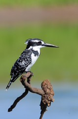 Kingfisher