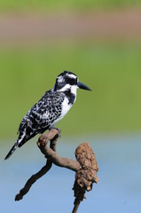 Kingfisher (Ceryle rudis)