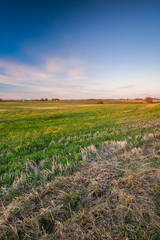 Fototapeta na wymiar Field with canted wheat during sunset