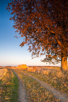 Large Tree In The Field