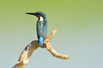 The Common Kingfisher (Alcedo atthis)