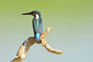 The Common Kingfisher (Alcedo atthis)